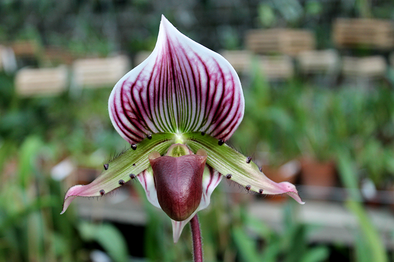 Paphiopedilum Maudiae vinicolor.jpg