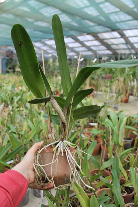 Laelia tenebrosa 'Fumacina Fujita' x Laelia tenebrosa extra XXX.jpg