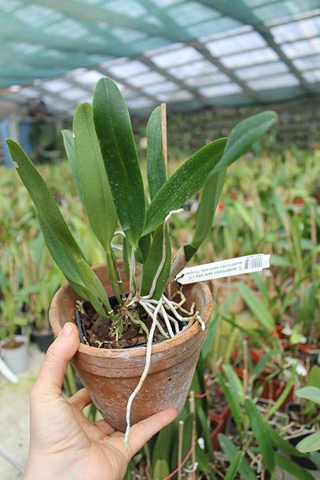 Cattleya quadricolor semi alba x Cattleya quadricolor semi alba 'Pompeu'.jpg