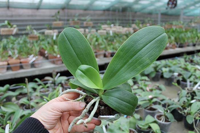 Phalaenopsis Little Leopard (mariae x cornu-cervi).jpg