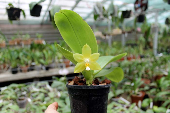 Phalaenopsis (Tzu Chiang Litlitz-micholtzii) '#1' x Joy Dreamy Jade '#7'.jpg