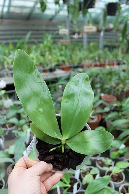 Phalaenopsis Samera.jpg