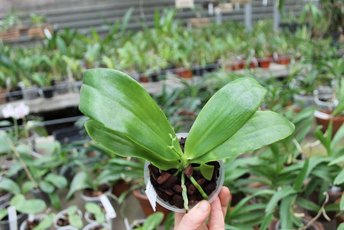 Phalaenopsis Yaphon Green Canary x tetraspis C#1.jpg