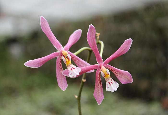 Phalaenopsis Bronze Maiden (schilleriana x mannii).jpg