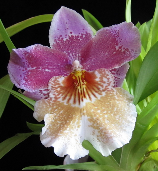 IMG_7668 Odontonia Papageno 'Mi Amour'.jpg