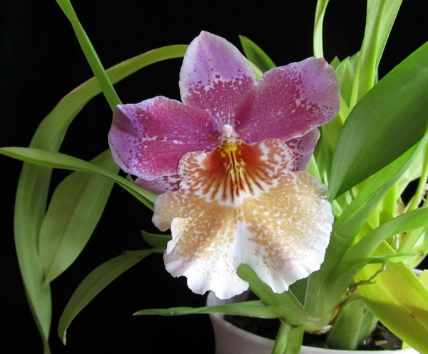 IMG_7667 Odontonia Papageno 'Mi Amour'.jpg