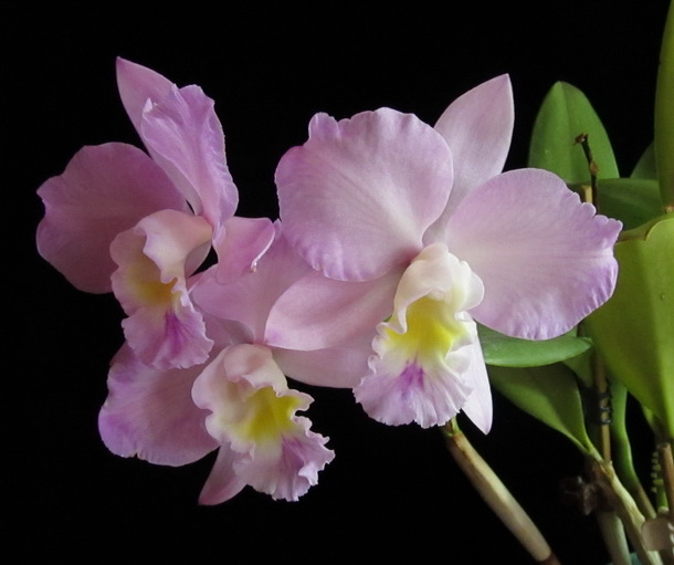 IMG_7687 Cattlianthe Doris and Byron 'Christmas Rose'.jpg