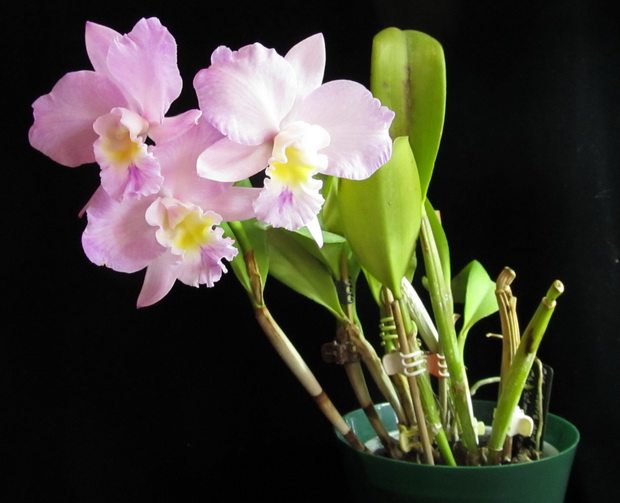 IMG_7686 Cattlianthe Doris and Byron 'Christmas Rose'.jpg