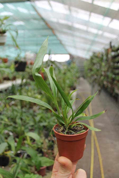 Pabanisia Blue Amazon.jpg