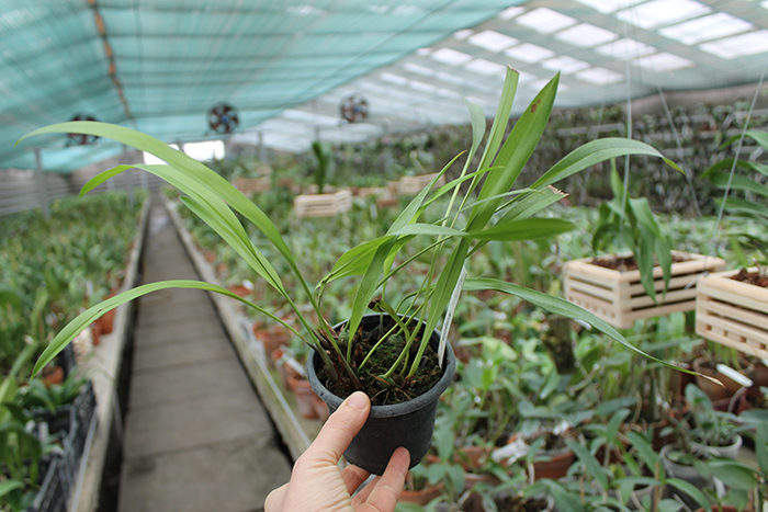 Maxillaria neophylla.jpg
