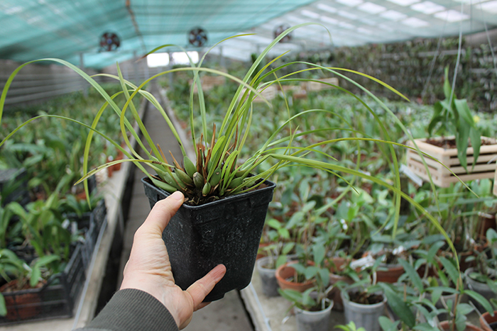 Maxillaria sanguinea.jpg