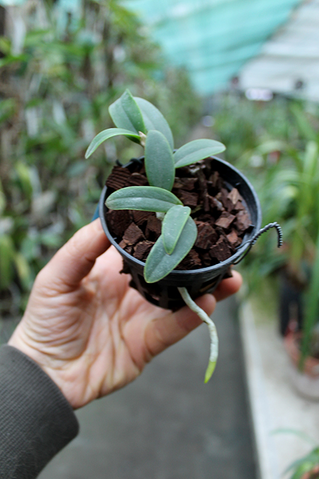 Cattleya aclandiae.jpg