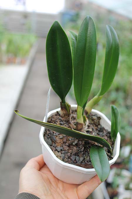 Bulbophyllum Elizabeth Ann Buckleberry.jpg