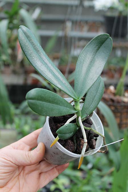 Aerangis stylosa x articulata.jpg