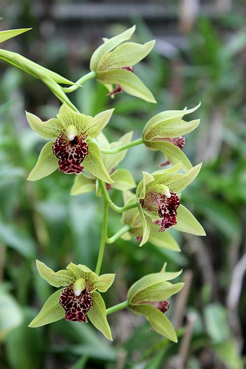 Cymbidium Cliff Hutchings.jpg