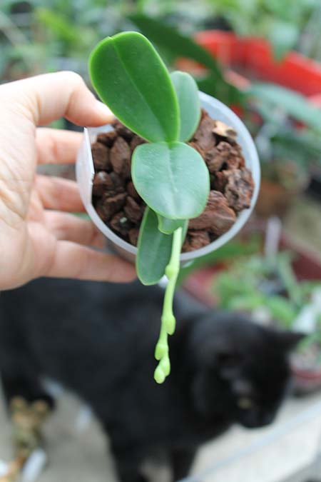 Sedirea japonica.jpg