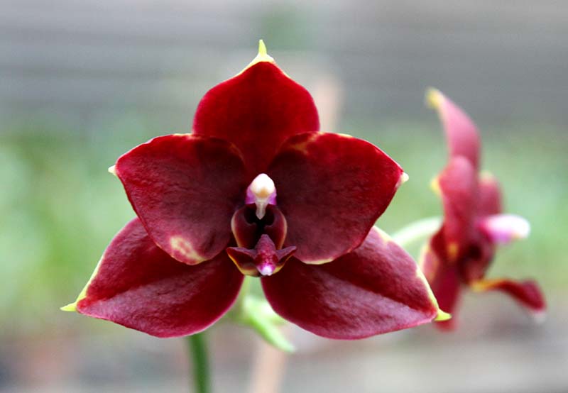 Phalaenopsis Hawaii Dragon Girl x Lioulin Goldfinch.jpg