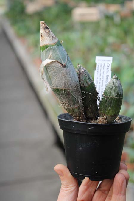 Catasetum fimbriatum 'Golden Horizon'.jpg