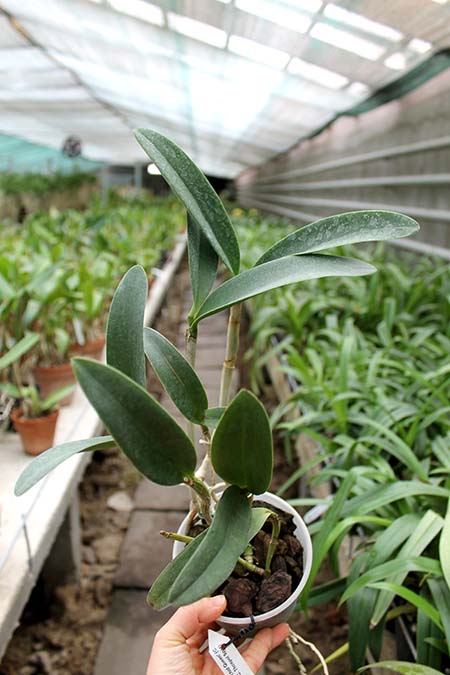 Cattleya Green Emerald 'Orchid Queen'.jpg