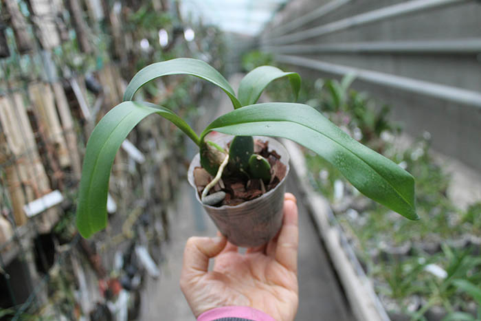 Rossioglossum 'Rawdon Jester'.jpg