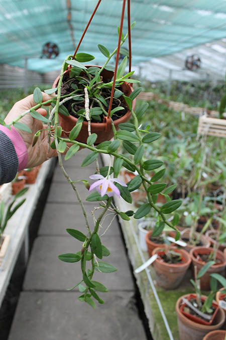 Dendrobium loddigesii.jpg