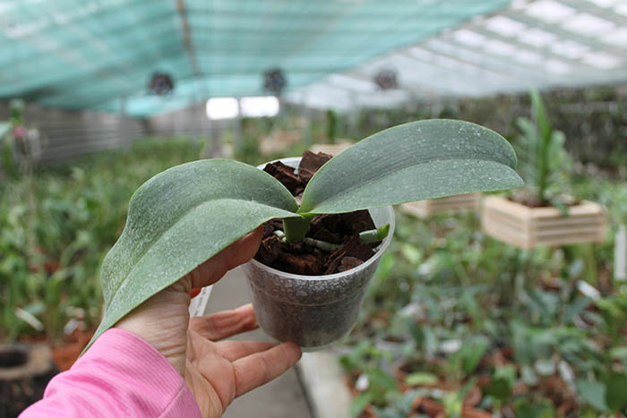 Phalaenopsis Joy Auckland Beauty.jpg