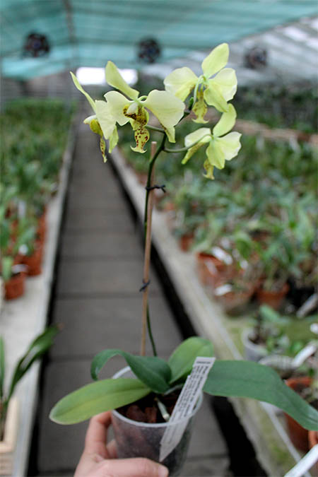 Phalaenopsis stuartiana var.jpg