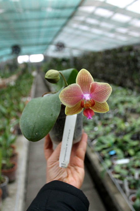 Phalaenopsis philippinensis '#1' x Emeraude.jpg