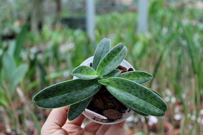 Paphiopedilum helenae x sukhakulii.jpg