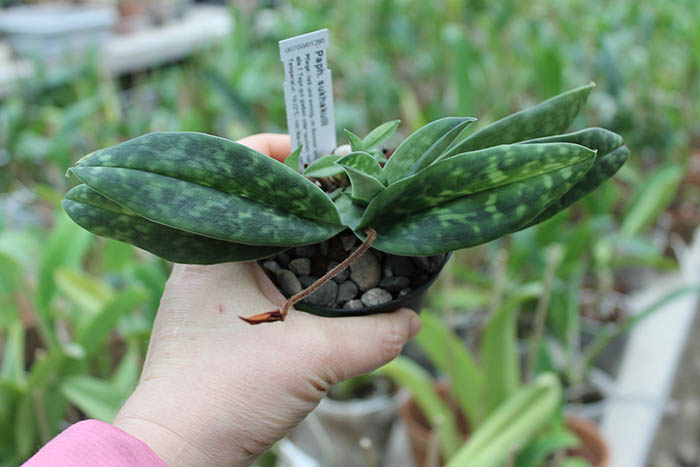 Paphiopedilum sukhakulii.jpg
