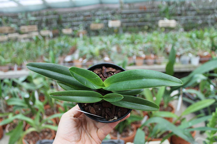 Paphiopedilum rothschildianum x hangianum.jpg
