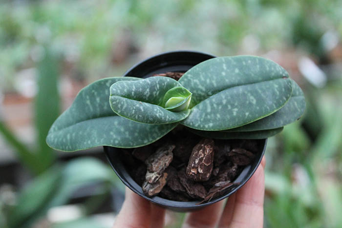 Paphiopedilum wellesleyanum album x Iratsume album.jpg