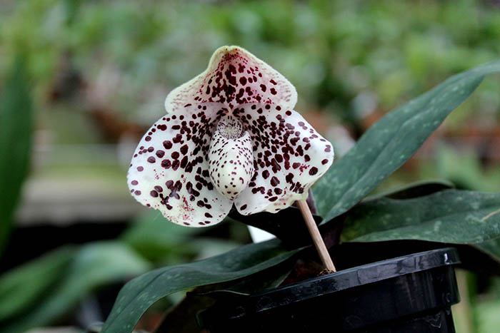 Paphiopedilum bellatulum.jpg