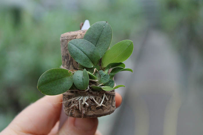 Oncidium limminghei.jpg