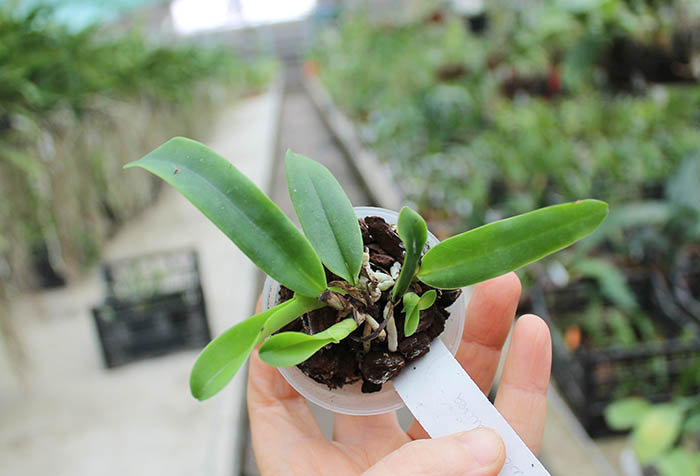 Cattleya dowiana aurea.jpg