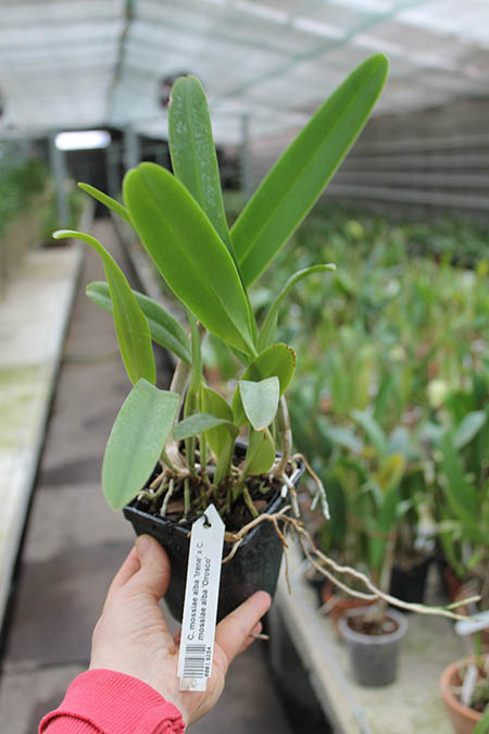 Cattleya mossiae alba 'Irene' x Cattleya mossiae alba 'Orosco'.jpg