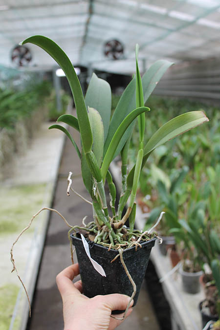 Brassolaeliocattleya Haw Yuan Beauty 'Hong' x Brassavola digbyana 'Uncle Pig'.jpg