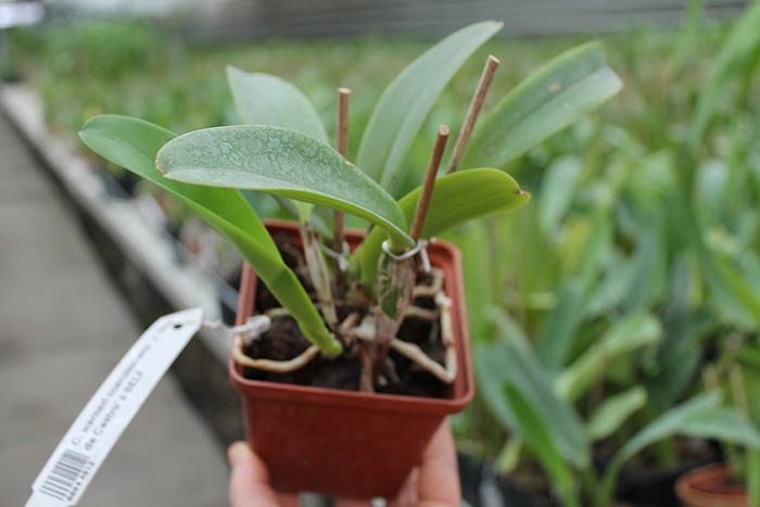 Cattleya warneri coerulescens 'J Dias de Castro' x SELF.jpg