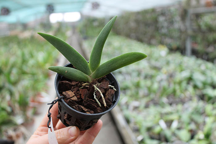 Angraecum leonis.jpg