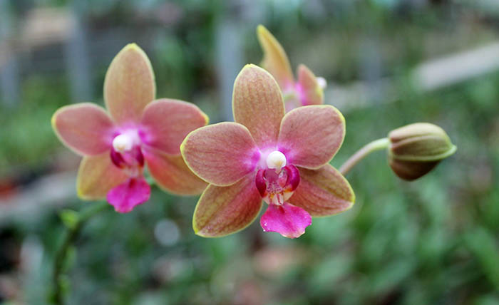 Phalaenopsis Tying Shin Phoenix 'Peter'.jpg