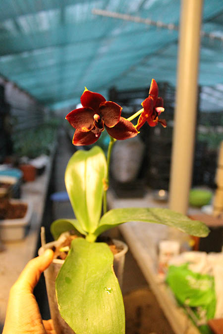 Phalaenopsis Hawaii Dragon Girl x Lioulin Goldfinch.jpg