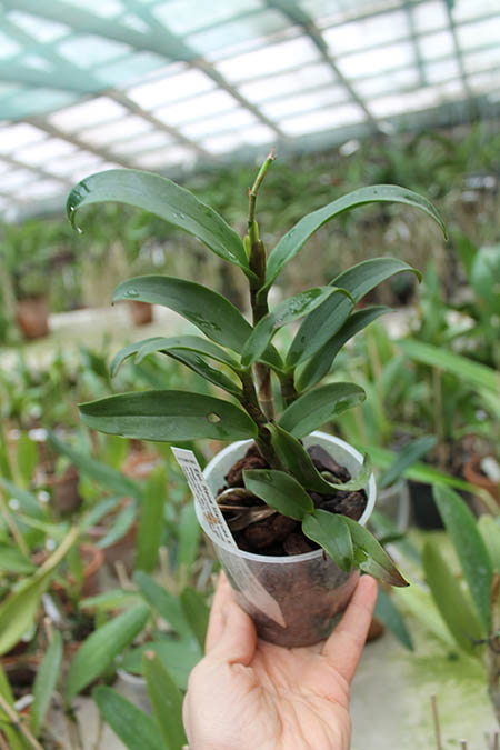 Epicattleya Rene Marques x Potinara Free Spirit.jpg