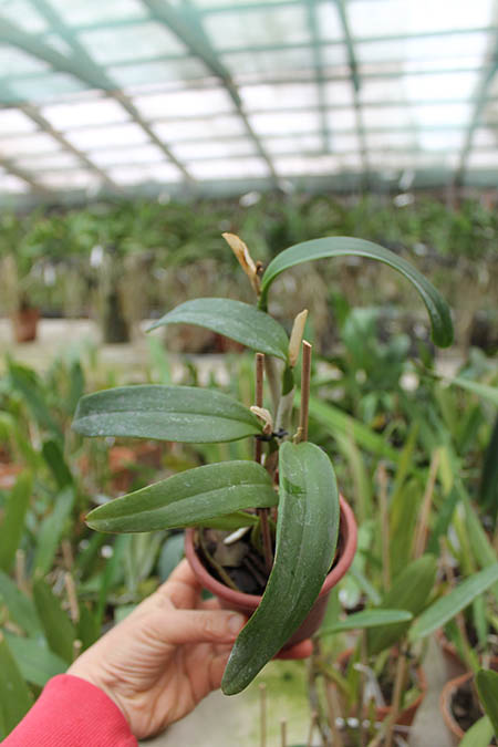 Sophrocattleya June Bug 'Venice Sunshine'.jpg