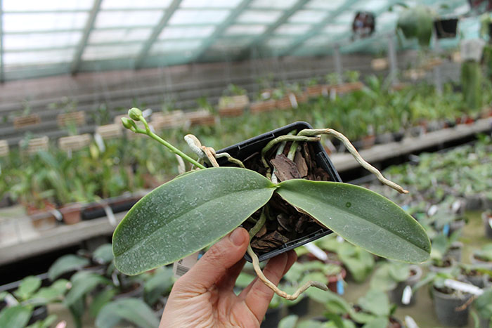 Phalaenopsis Natasha 'Aiko'.jpg