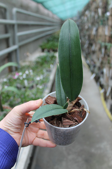 Psychopsis Mariposa Three Lip.jpg