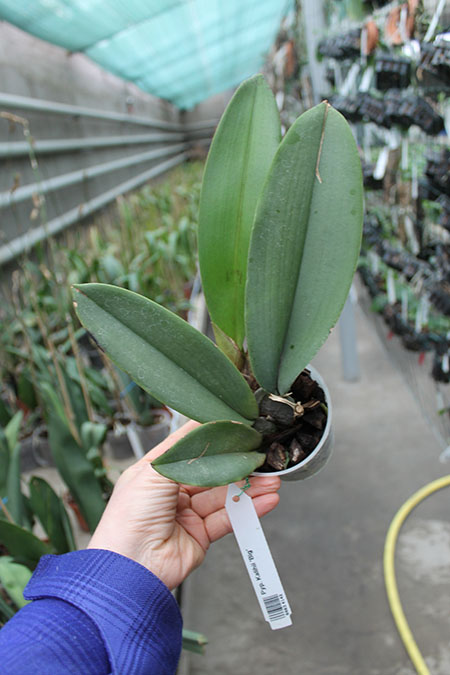 Psychopsis Kalihii 'Big'.jpg