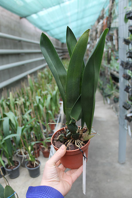 Psychopsis Mariposa alba.jpg