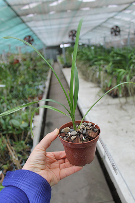 Cymbidium Via Avanti 'Harlequin'.jpg