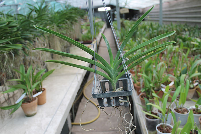 Vanda sanderiana.jpg