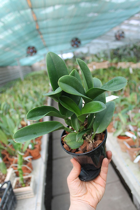 Brassolaeliocattleya Nell Hammer.jpg